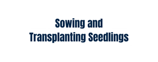 Sowing and Transplanting Seedlings