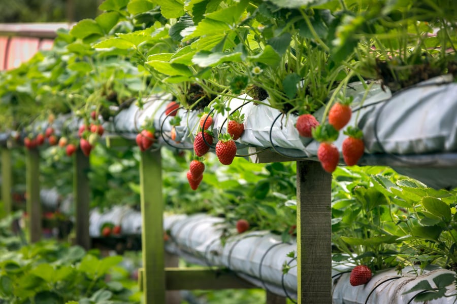 strawberry farm